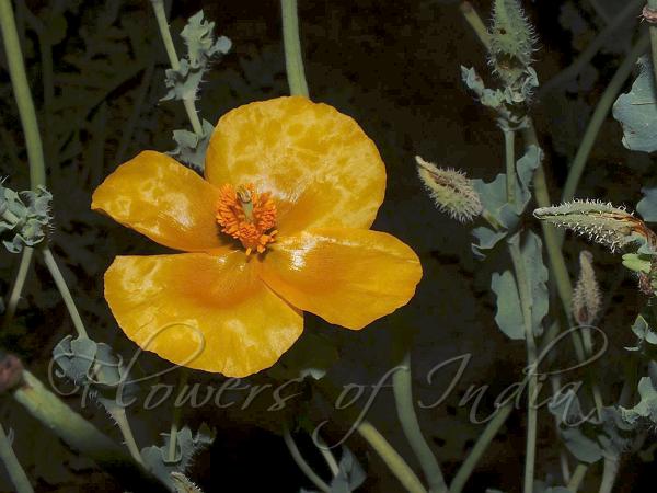 Yellow Horn-Poppy